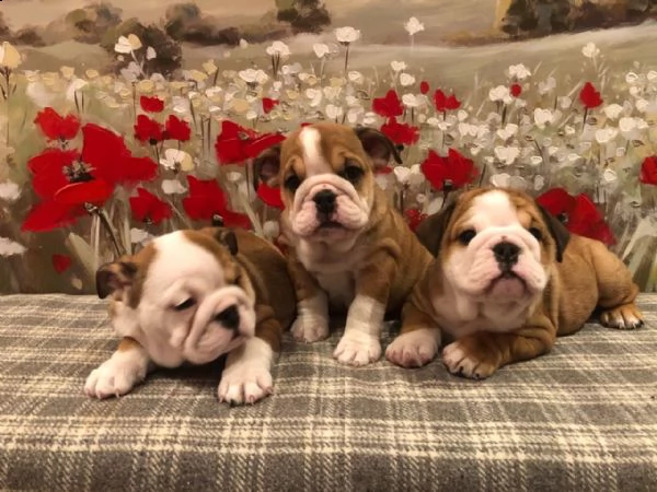 bellissimi cuccioli di bulldog inglese