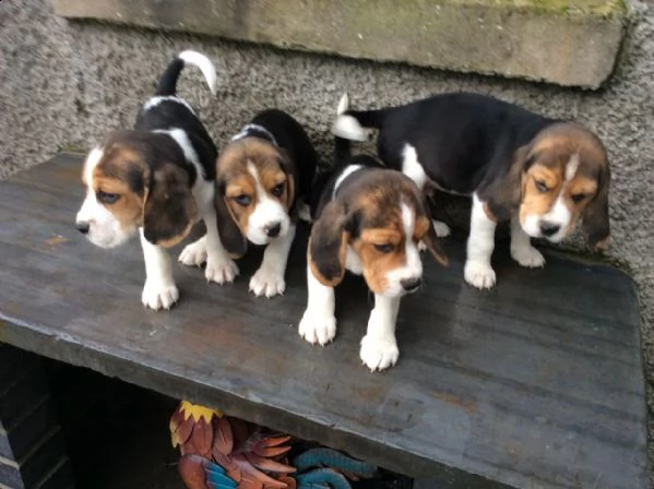 bellissimi cuccioli di beagle