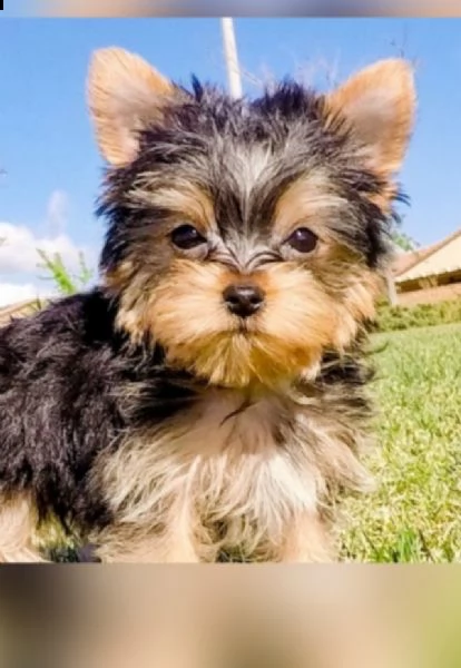 003 cuccioli di yorkie