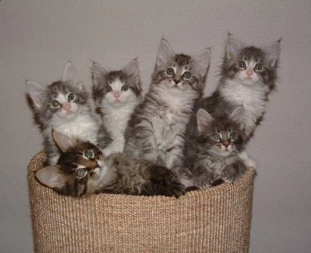 maine coon cuccioli disponibili | Foto 0