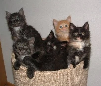 maine coon cuccioli disponibili