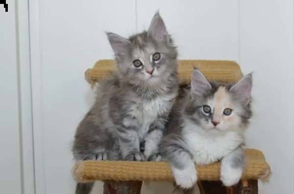 cuccioli di maine coon maschio e femmina | Foto 0