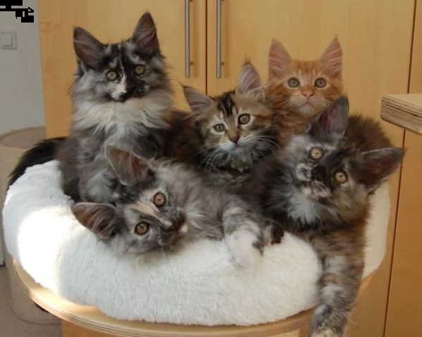 cuccioli di maine coon maschio e femmina