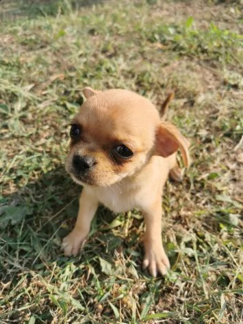 chihuahua mini toy  | Foto 0