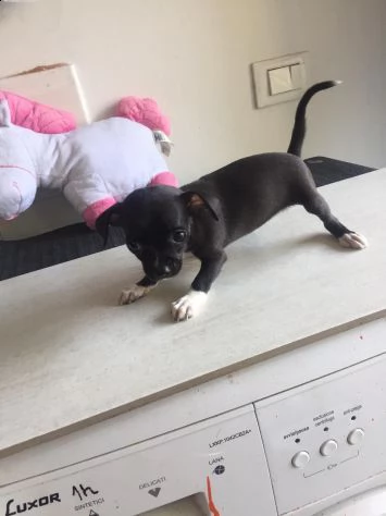 chihuahua mini toy 