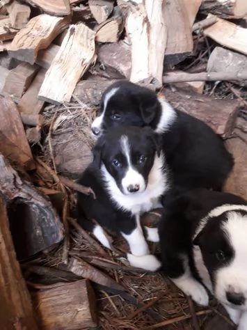border collie cuccioli | Foto 0