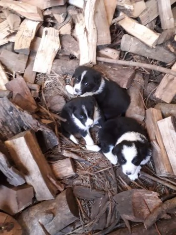 border collie cuccioli