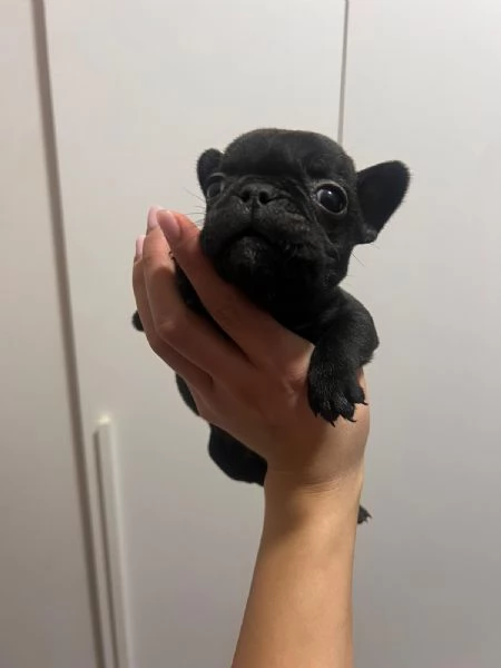 Cuccioli di bulldog francese  | Foto 6