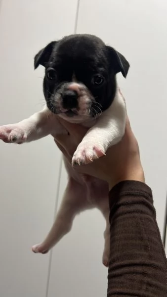 Cuccioli di bulldog francese  | Foto 4