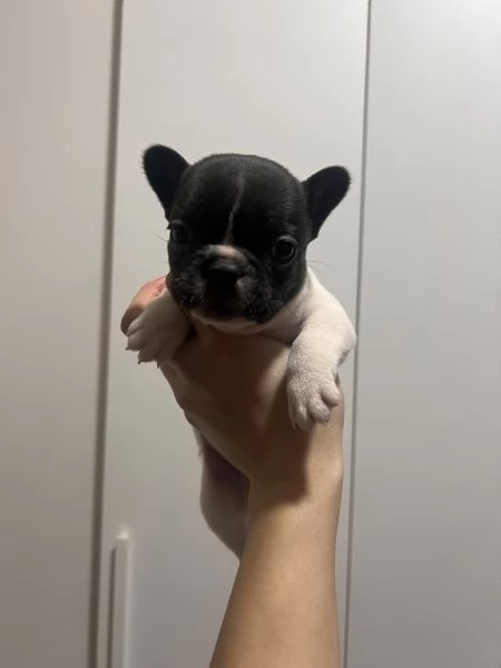 Cuccioli di bulldog francese  | Foto 0
