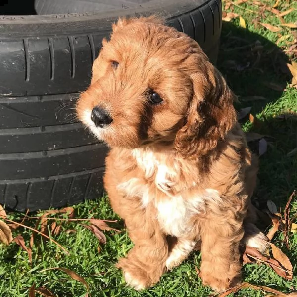 regalo cucciolo barboncino toy | Foto 0