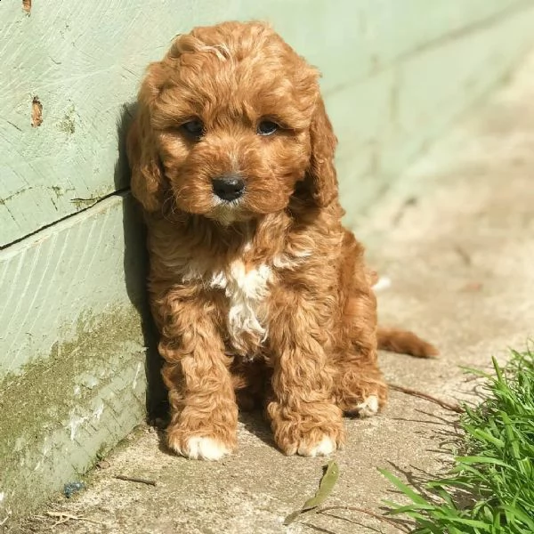 regalo cucciolo barboncino toy