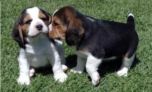 bellissimi cuccioli di beagle