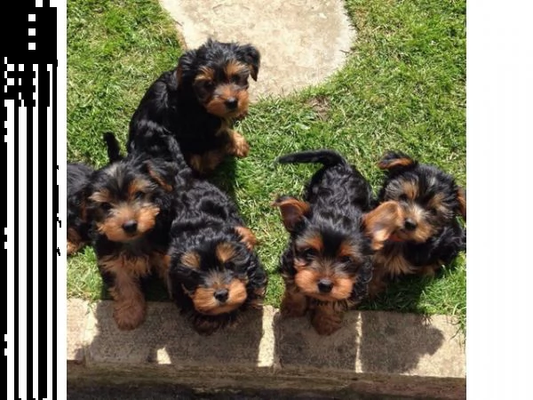 adorable teacup yorkie puppies in vendita