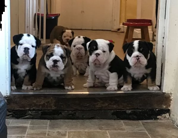 bellissimi cuccioli di bulldog inglese