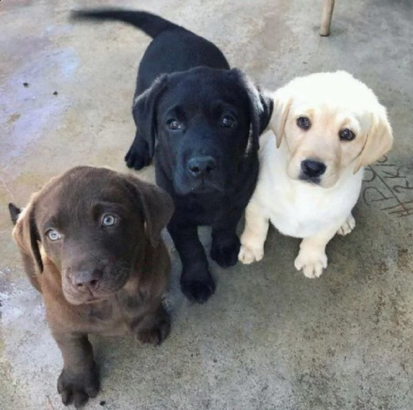 bello labrador , maschio e femmina,  in regalo