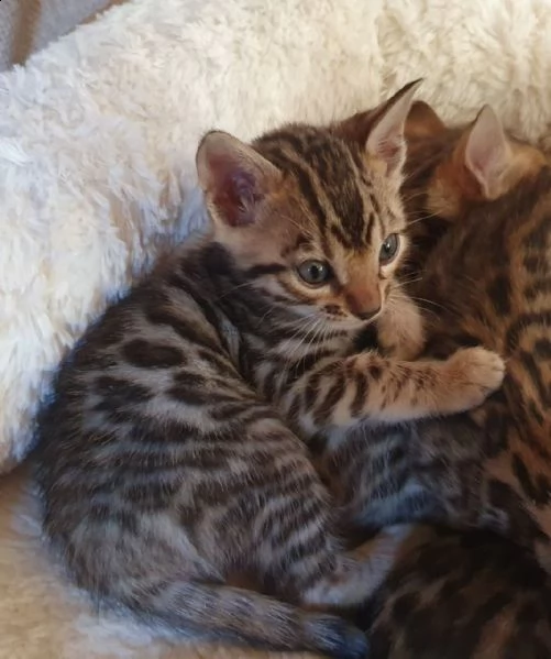 gattini bengala fantastici di natale | Foto 2