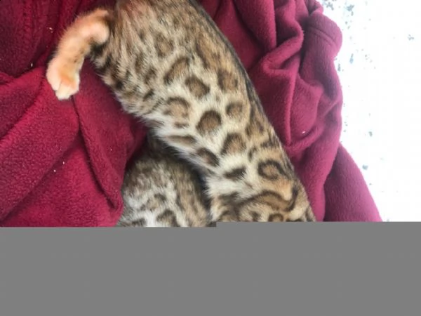 gattini bengala fantastici di natale | Foto 1