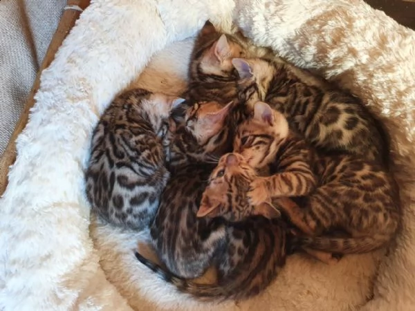 gattini bengala fantastici di natale