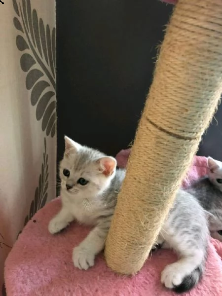 british shorthair cuccioli