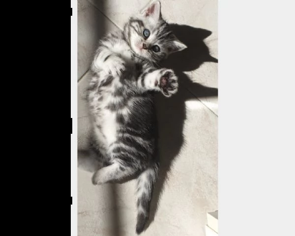 disponibile splendido cucciolo british shorthai colore silver,blue | Foto 0