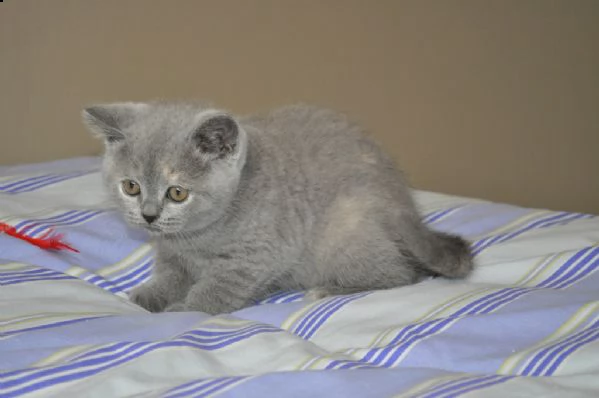splendidi cuccioli di british shorthair | Foto 0