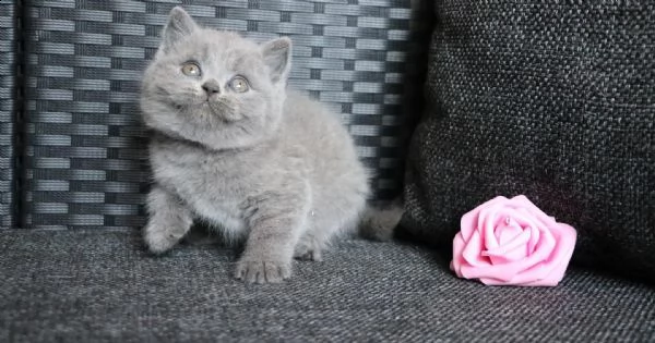 splendidi cuccioli di british shorthair