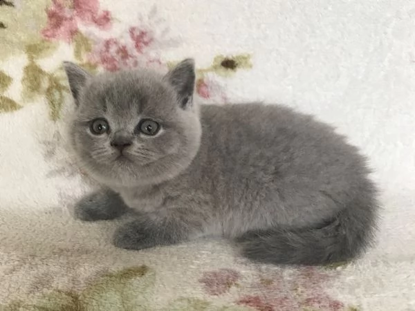  7cuccioli british shorthair | Foto 3