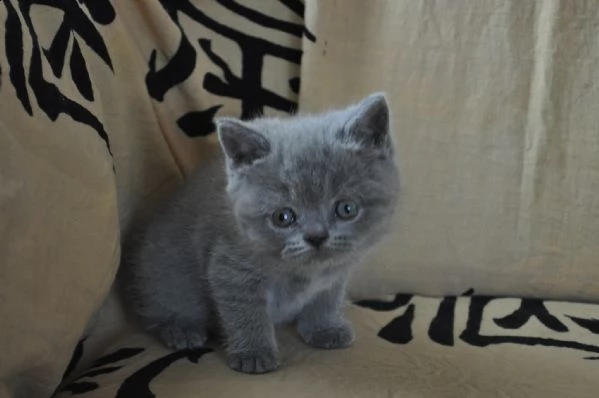  7cuccioli british shorthair | Foto 1