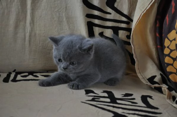  7cuccioli british shorthair | Foto 0