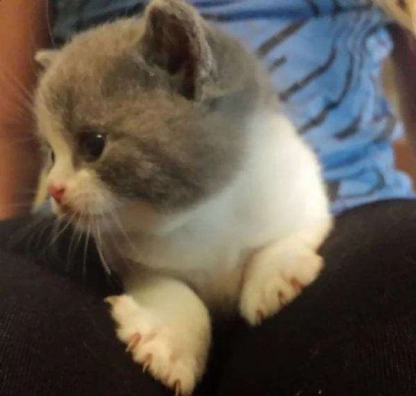 7cuccioli british shorthair
