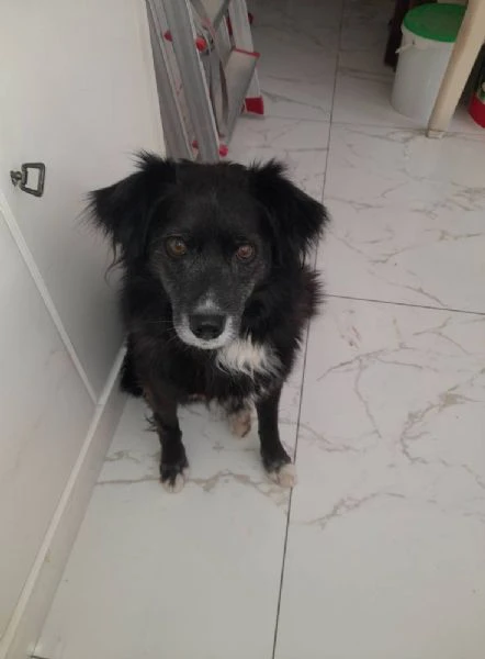 URGENTE! Charlie, 10 kg e 5 anni tutti passati legato alla catena: è vita? | Foto 6