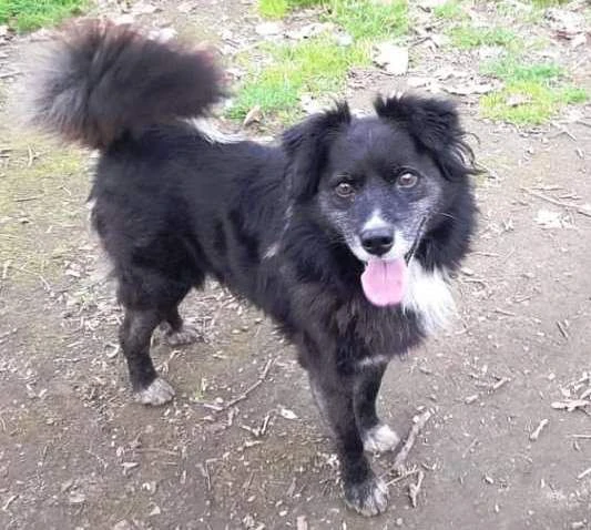 URGENTE! Charlie, 10 kg e 5 anni tutti passati legato alla catena: è vita?