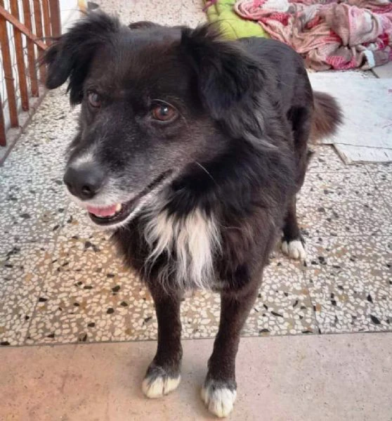 URGENTE! Charlie, 10 kg e 5 anni tutti passati legato alla catena: è vita? | Foto 4