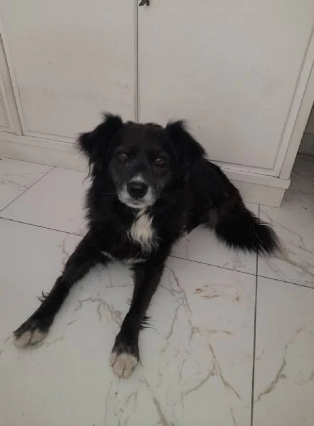 URGENTE! Charlie, 10 kg e 5 anni tutti passati legato alla catena: è vita? | Foto 3