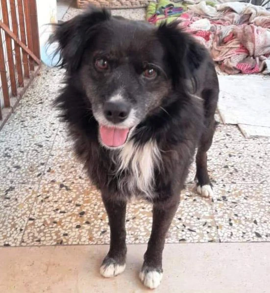 URGENTE! Charlie, 10 kg e 5 anni tutti passati legato alla catena: è vita? | Foto 2