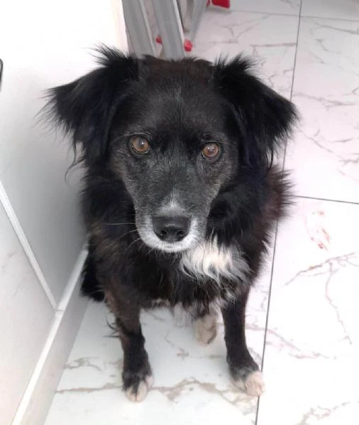 URGENTE! Charlie, 10 kg e 5 anni tutti passati legato alla catena: è vita? | Foto 1