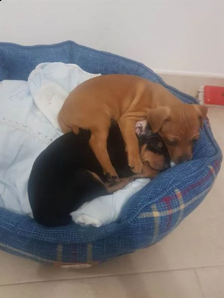 cuccioli di pinscher toy | Foto 0