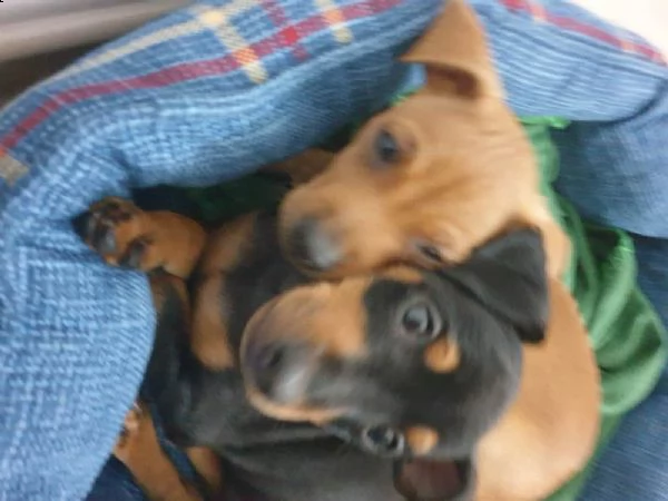 cuccioli di pinscher toy