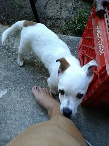 cucciolo di chihuahua bianco per la nuova casa