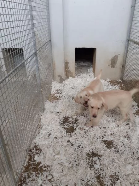 cuccioli di labrador retriever | Foto 0