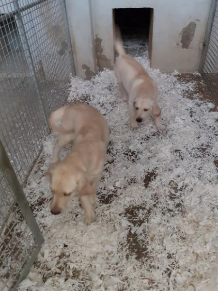 cuccioli di labrador retriever