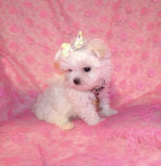 cuccioli maltese toy 