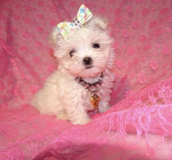 cuccioli maltese toy  | Foto 0