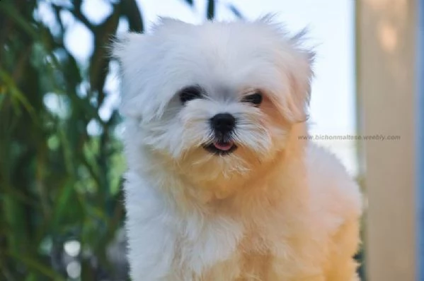 cuccioli di maltese toy