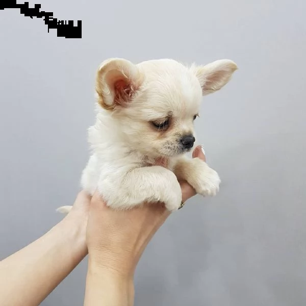   regalo cuccioli di chihuahua