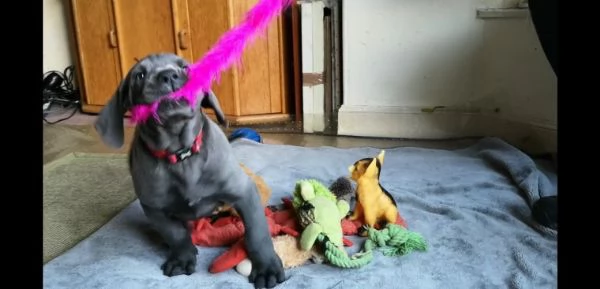 disponibile alano blue per natale | Foto 1