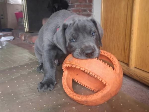 disponibile alano blue per natale