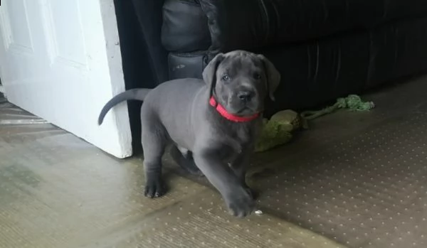 disponibile alano blue per natale | Foto 0