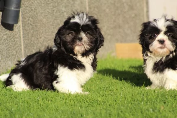 dolci cuccioli di shih tzu maschi e femmine